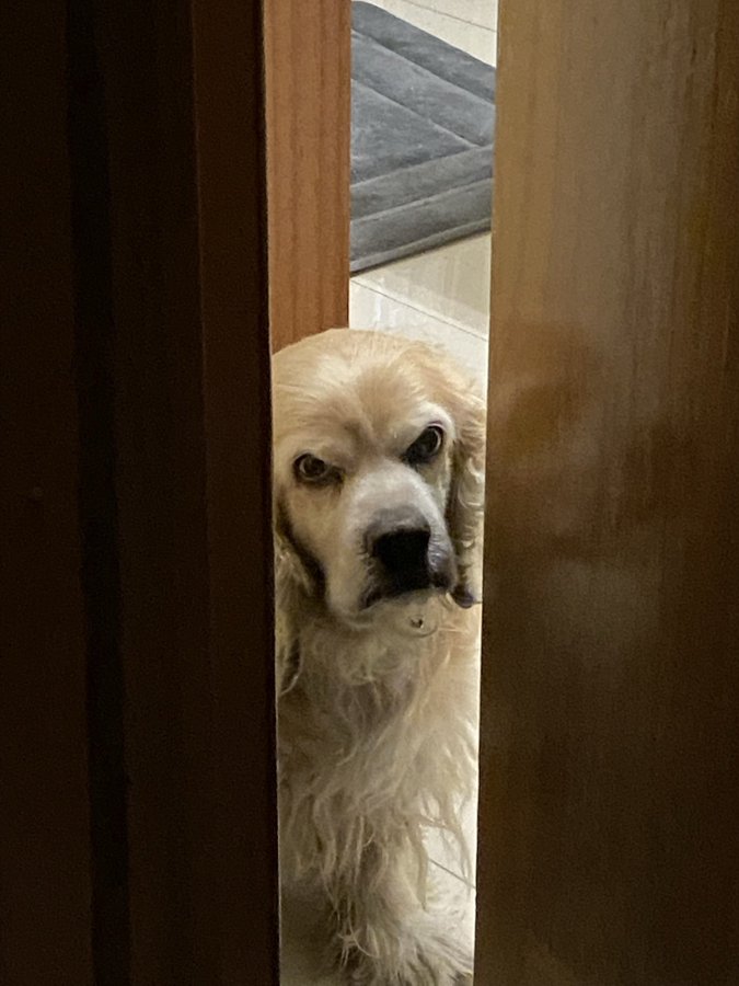 Viral: Su perro hace extraños gestos hacia la cámara y ella cree que esconde un secreto