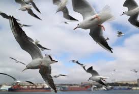 Loca teoría: creen que las gaviotas pueden ser extraterrestres que vigilan a los humanos