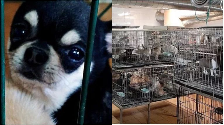 No eran dálmatas pero los rescataron: 133 perros fueron liberados de un criadero ilegal