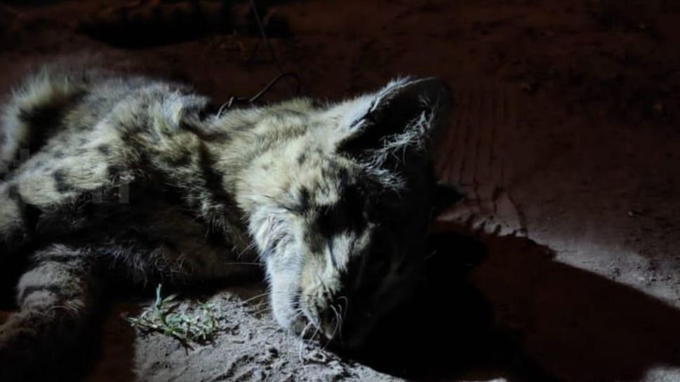 Sintió ruidos en el fondo de su casa y descubrió que se trataba de un gato montés
