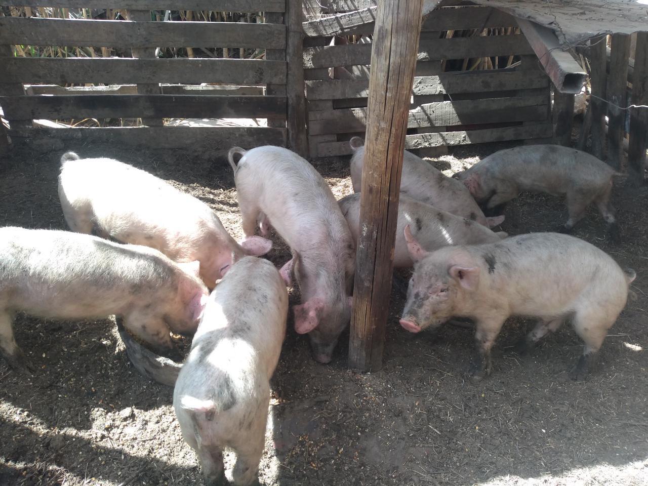 Intentó comprar un lechón con dólares falsos y fue detenida