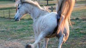 Un caballo pateó a un nene en la cabeza