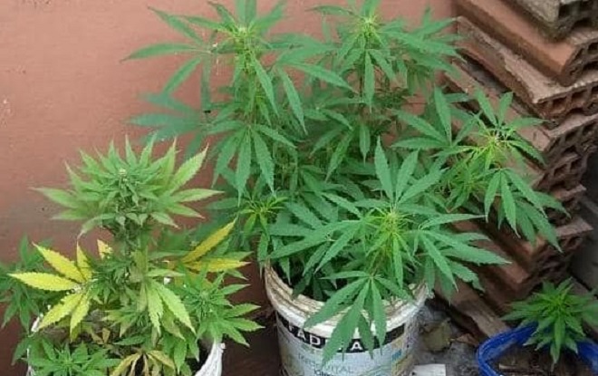 Mientras apagaban un incendio, encontraron plantas de marihuana