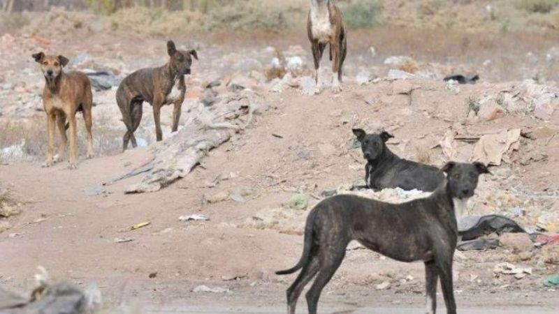 Otra vez los perros cimarrones: Mataron a un hombre en una escombrera