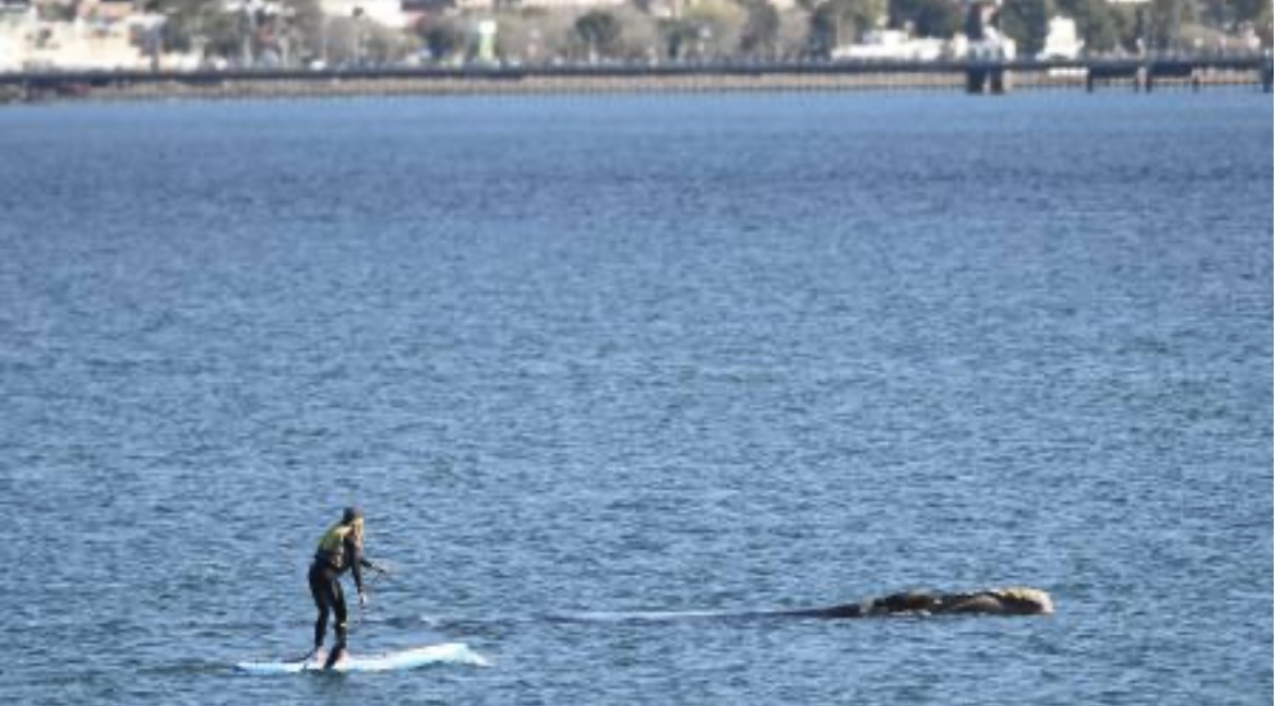 Una mujer en una tabla ahuyentó a una ballena con su crÃa en Puerto Madryn