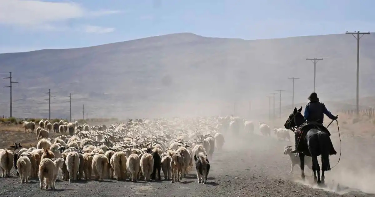 A bordo de su camión, atropelló a 47 chivos, un perro, un caballo y se fugó