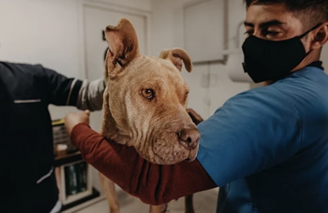 Ambiente llega con su quirófano de esterilización de mascotas a Pocito y Chimbas
