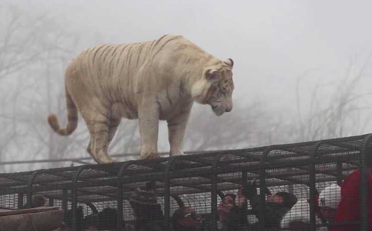 Un tigre mató a una joven de 21 años en un parque safari de Chile