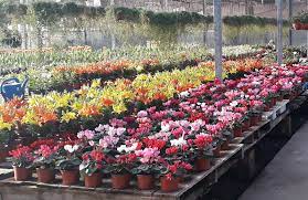 ¿Querés recibir la primavera embelleciendo tu jardín? Un municipio regala plantines 