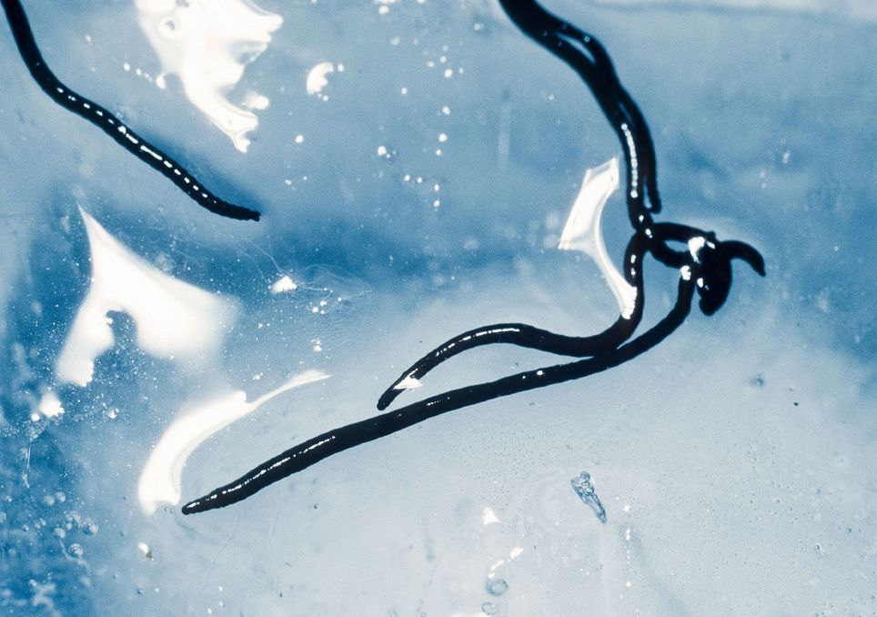 La NASA intenta develar el misterio de los gusanos de glaciares