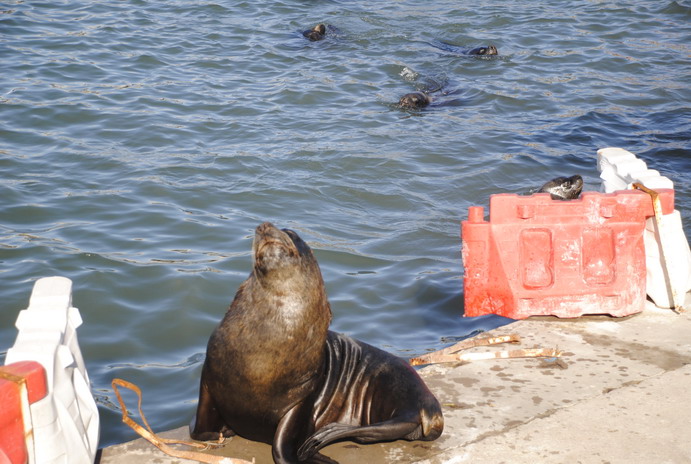 Senasa confirmó nuevos brotes de gripe aviar en lobos marinos en Buenos Aires y Río Negro