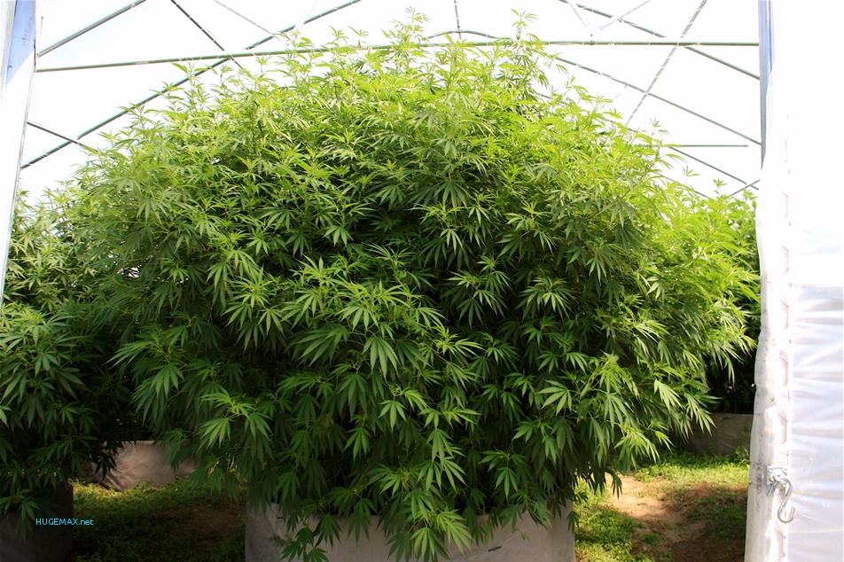 Tras una denuncia por violencia de género, la policía encontró plantas de marihuana