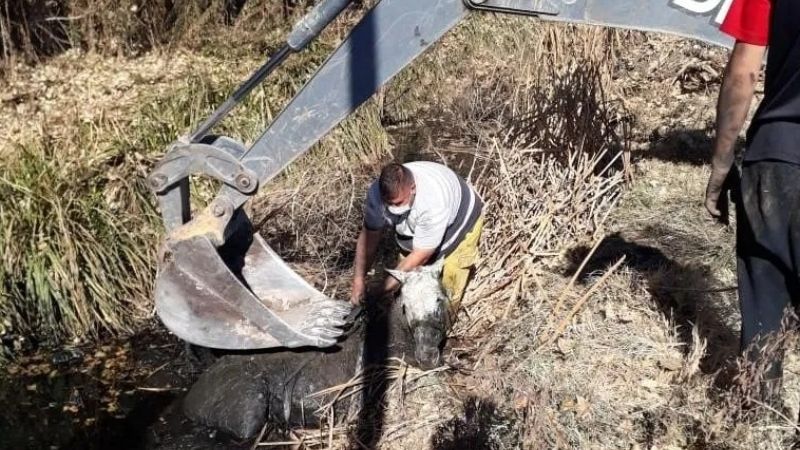Un caballo cayó a un canal en Pocito, se hundió en el barro y usaron una excavadora para sacarlo