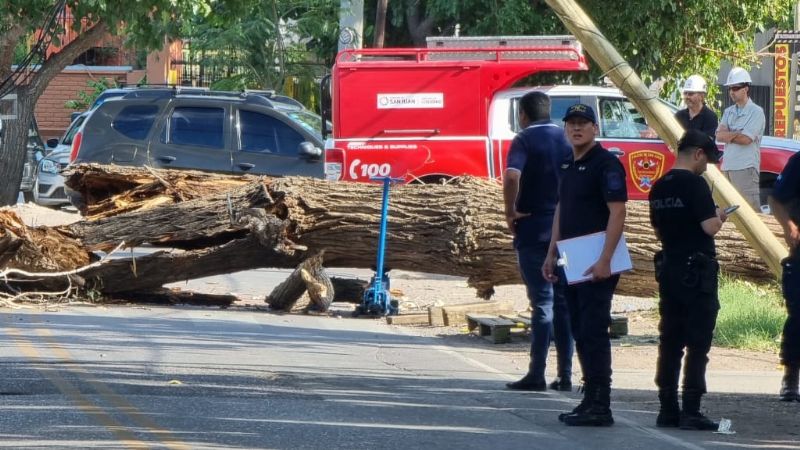 Tragedia en Capital: el Intendente Baistrocchi habló sobre los árboles secos