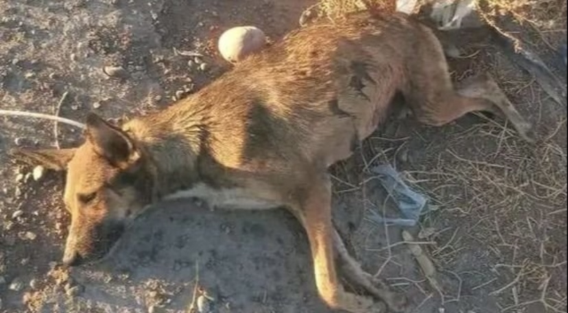 Vecinos denunciaron que una mujer acuchilló a una perra de la cuadra