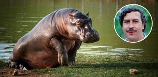 Matarán y esterilizarán a varios de los hipopótamos de Pablo Escobar, convertidos en plaga en Colombia