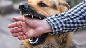 Un niño gravemente herido luego de la mordedura de un perro