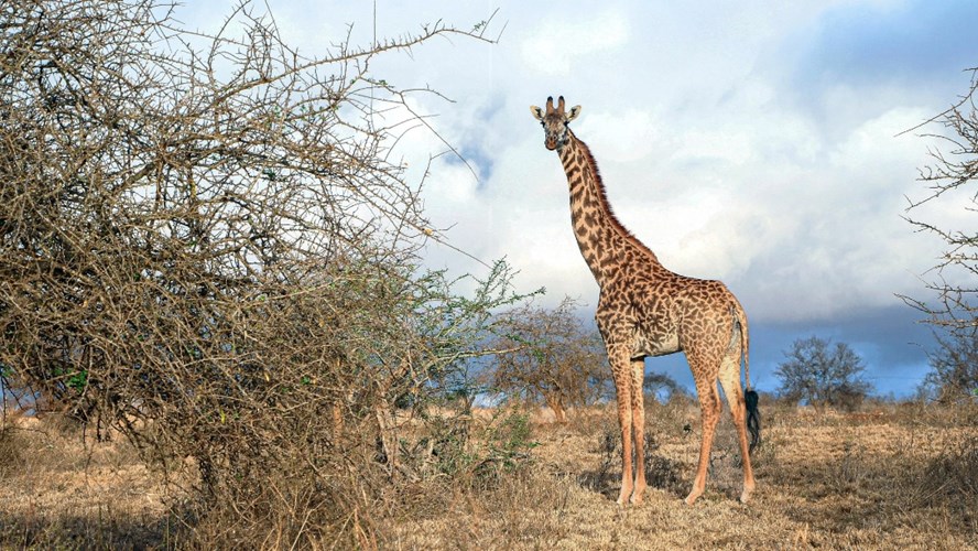En un confuso episodio, una jirafa mató a una nena de 1 año en una reserva