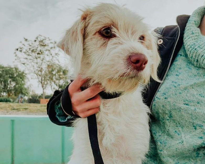 Ambiente hará un operativo intensivo de chipeo y esterilización en Sarmiento