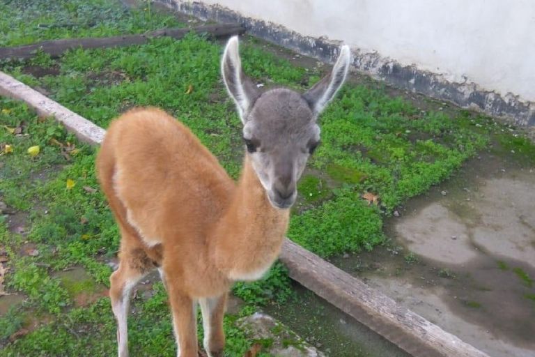 Rescataron a un guanaco y lo llevaron a su casa para que se recupere