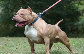 Un perro mordió a un niño en el rostro y le dejó heridas de gravedad 