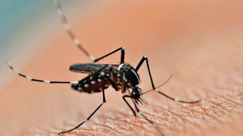 Son importados: Detectaron dos casos de dengue en San Juan