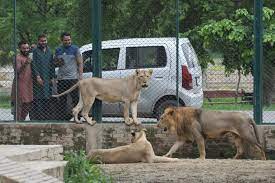 Insólito: zoológico de Pakistán subasta a sus leones