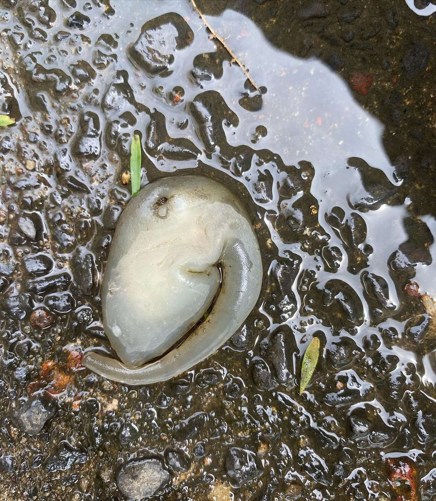 Hallan extraña criatura en Australia: ¿Es un alien?