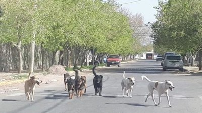 Un municipio sanjuanino dijo que sacrificará a perros y desde Ambiente salieron al cruce