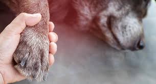 Un hombre que mató a un perro dice que en realidad le disparó a un ladrón