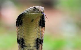 Un niño de ocho años mató a una cobra a mordiscos en la India