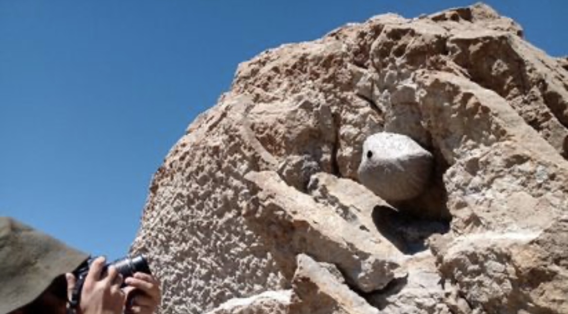 Hallaron restos fósiles y plantas de origen marino en una localidad de Pocito