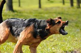 Un perro mordió a un nene de 4 años y le causó lesiones en el rostro