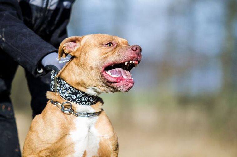 Una mujer fue devorada por 6 perros