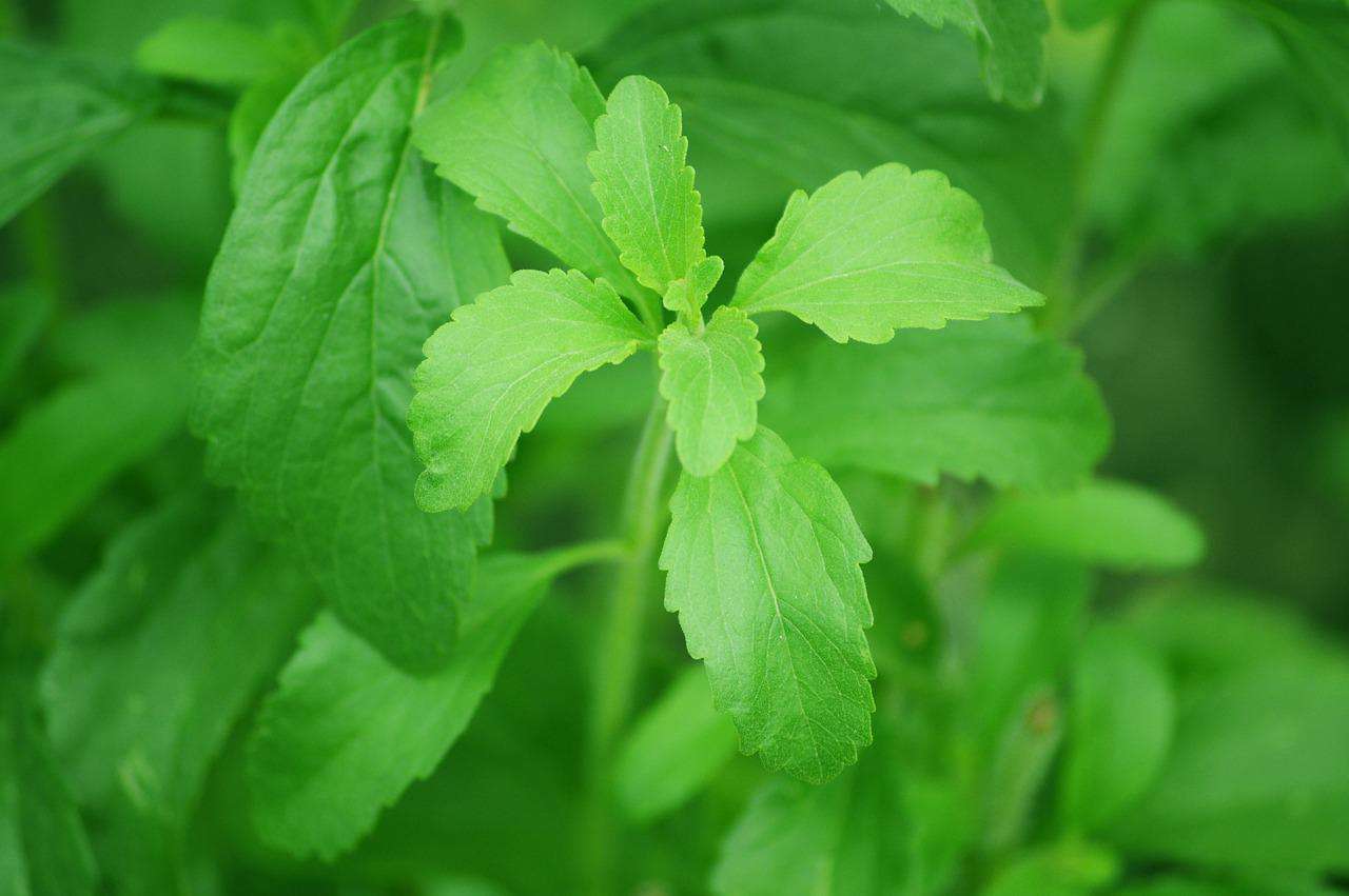 Stevia: mitos y verdades sobre esta planta medicinal y edulcoante natural