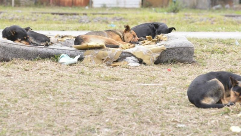 Cada vez mas sanjuaninos piden medidas drásticas para evitar ataques de perros