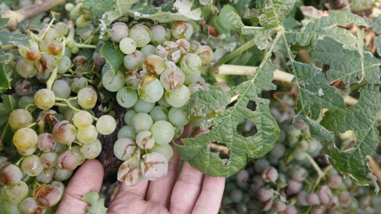 Producción analiza cultivos afectados por el fuerte granizo