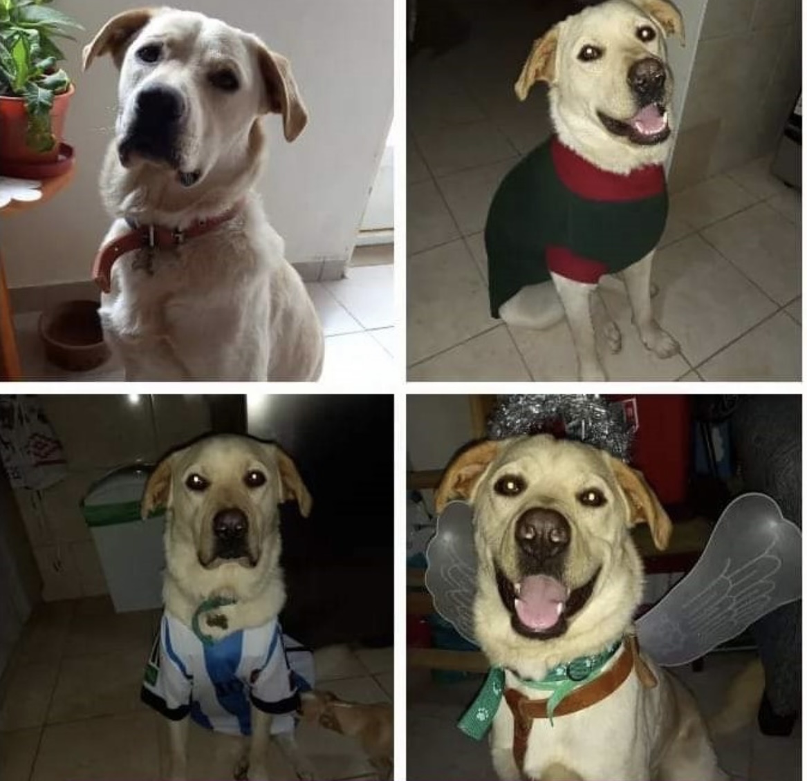 En San Juan denuncian que secuestran perros para pedir dinero por el rescate 