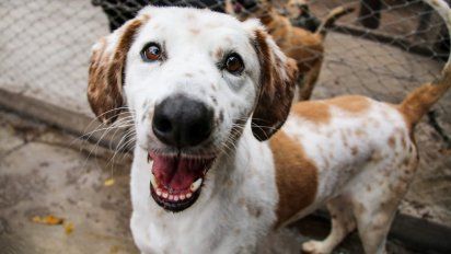 Lanzan la primera plataforma de adopción de perros de la Argentina