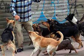 Una joven de 24 años fue atacada por 12 perros: está internada en grave estado
