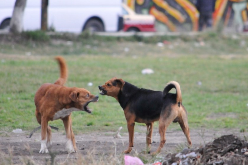 Perros otra vez: hirieron a un nene de 6 años en Pocito