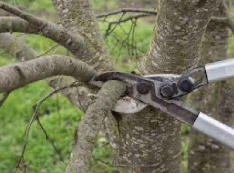 Un adolescente de 16 años murió electrocutado mientras podaba un árbol en Corrientes