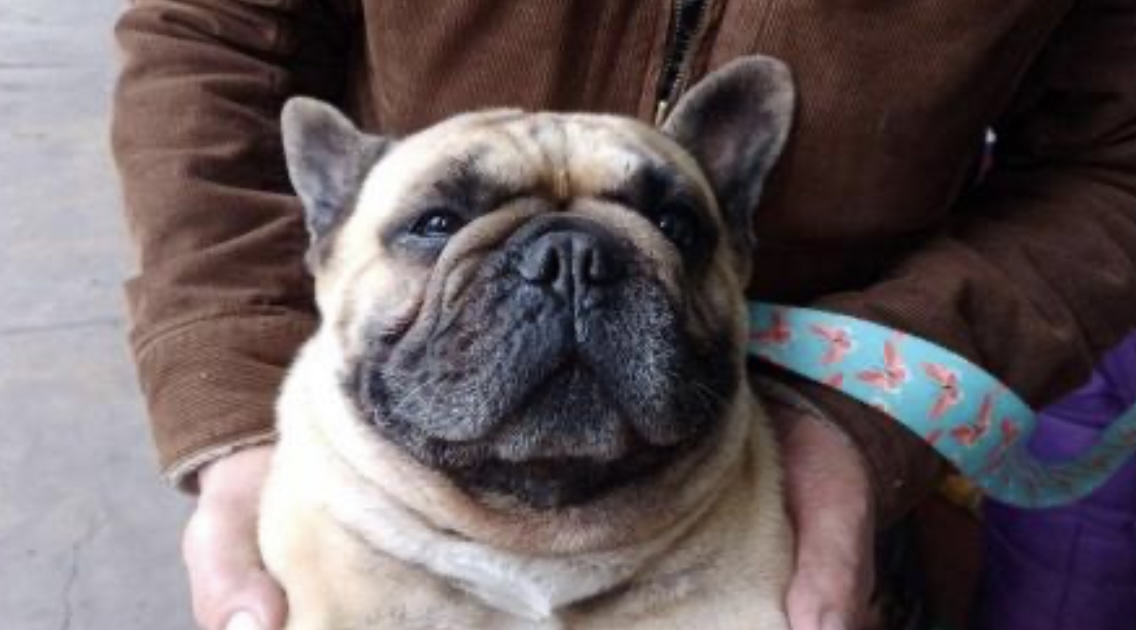 Hallaron al perro del empresario descuartizado y analizan su chip para saber dónde estuvo