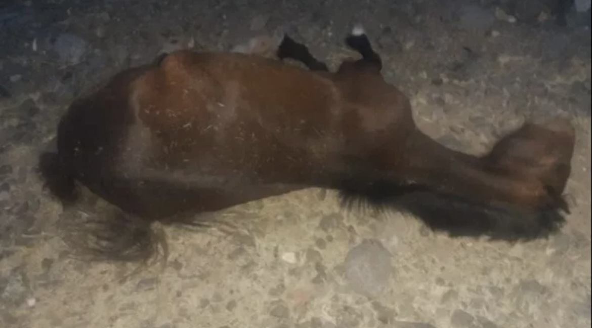 Un motociclista atropelló a un caballo y se encuentra en grave estado 