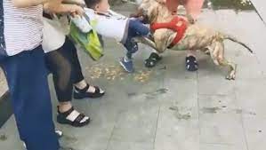 Otra vez un perro y un niño: esta vez el atacado es un bebé de 8 meses