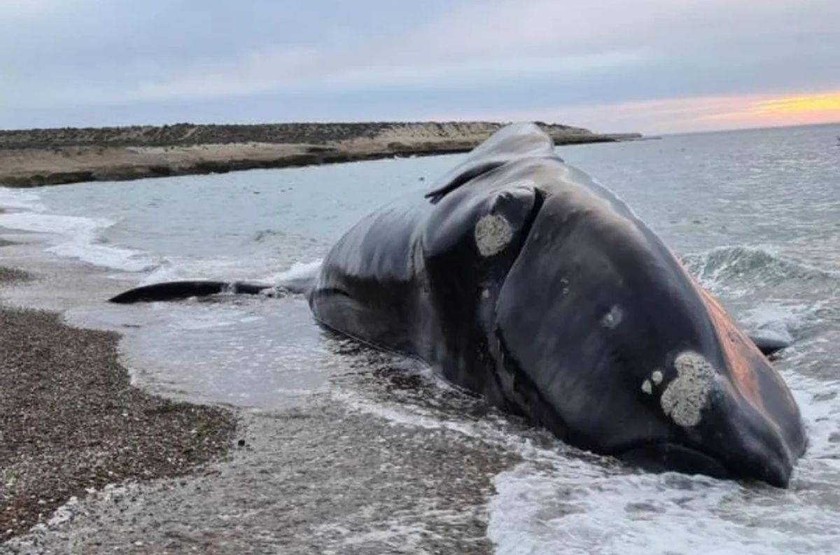 Ya son 30 las ballenas muertas en Chubut